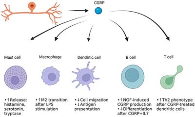 Dural Immune Cells, CGRP, and Migraine